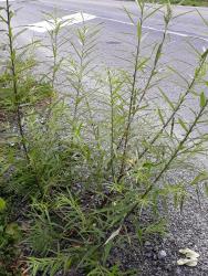 Salix schwerinii. Naturalised plant growing on road verge.
 Image: D. Glenny © Landcare Research 2020 CC BY 4.0